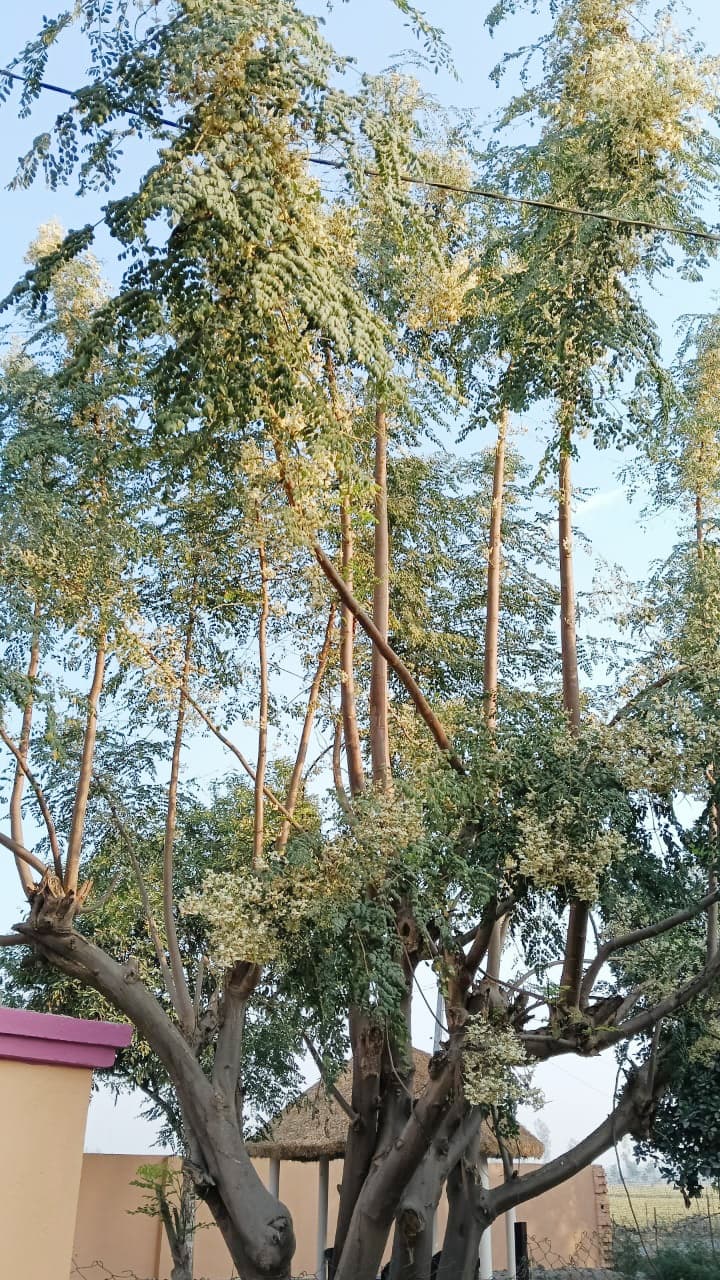 Organic Farm Landscape