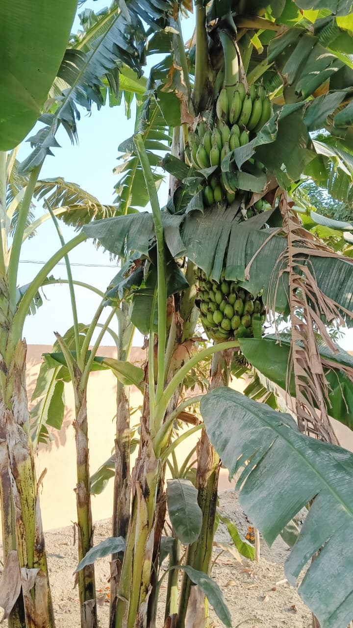 Moringa Powder Production