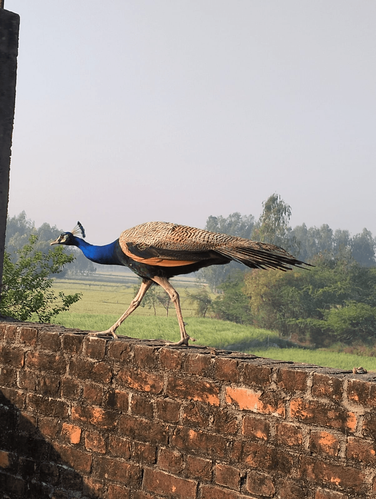 Farm gallery image
